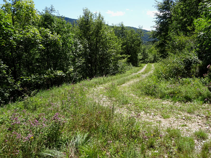 Satyrium spini - Lycaenidae.......dal Trentino