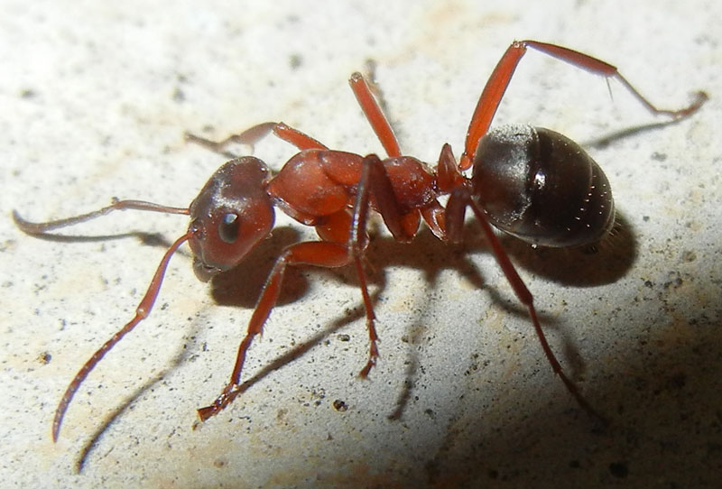 Formica (Raptiformica) sanguinea