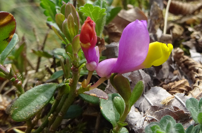 Polygaloides (=Polygala) chamaebuxus / Poligala falso-bosso