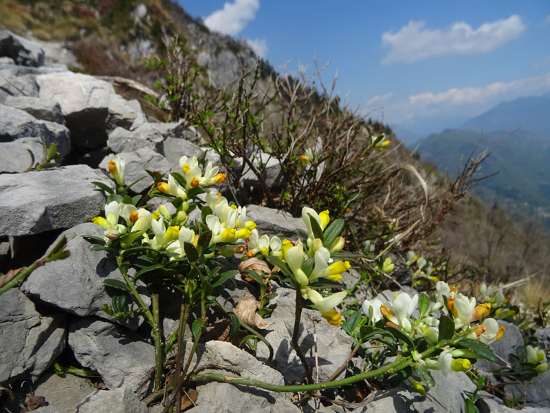 Polygaloides (=Polygala) chamaebuxus / Poligala falso-bosso