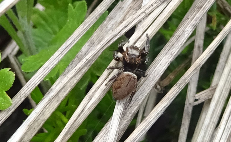 Evarcha arcuata - Castellano (TN)