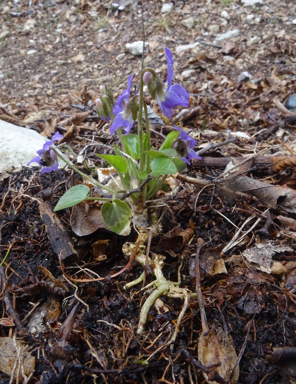 Viola hirta / Viola irta