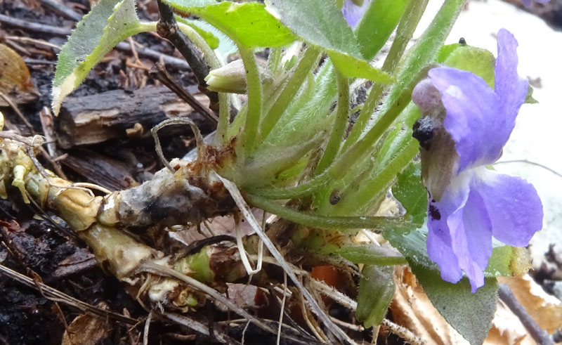 Viola hirta / Viola irta