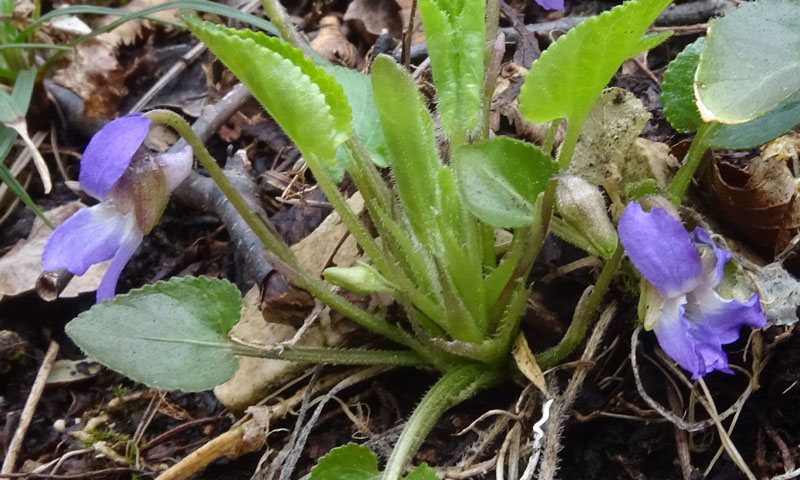 Viola hirta / Viola irta