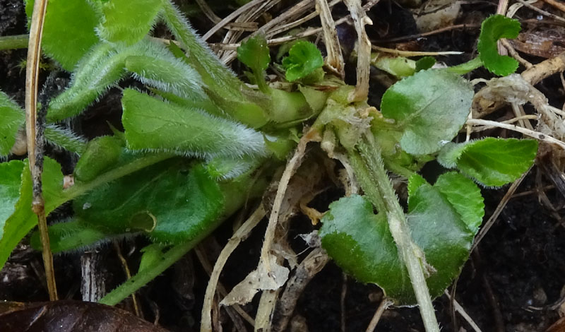 Viola hirta / Viola irta