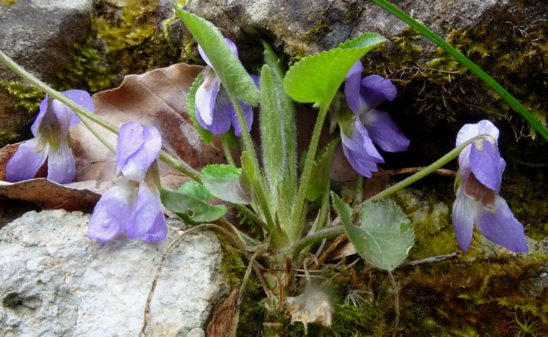 Viola hirta / Viola irta