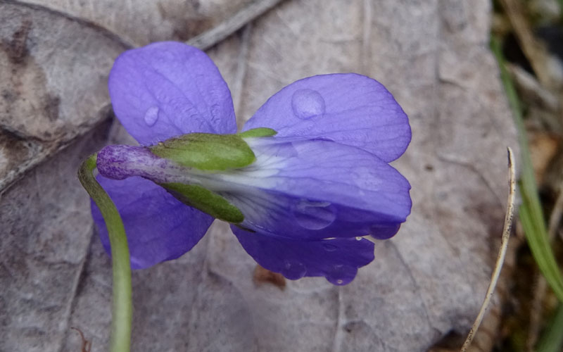 Viola hirta / Viola irta