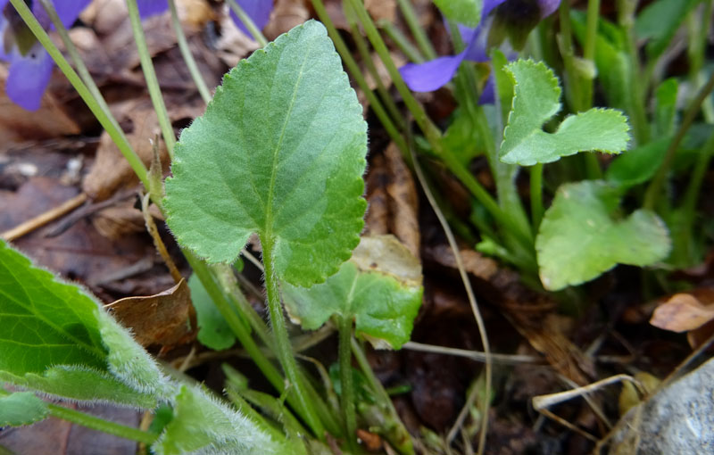 Viola hirta / Viola irta