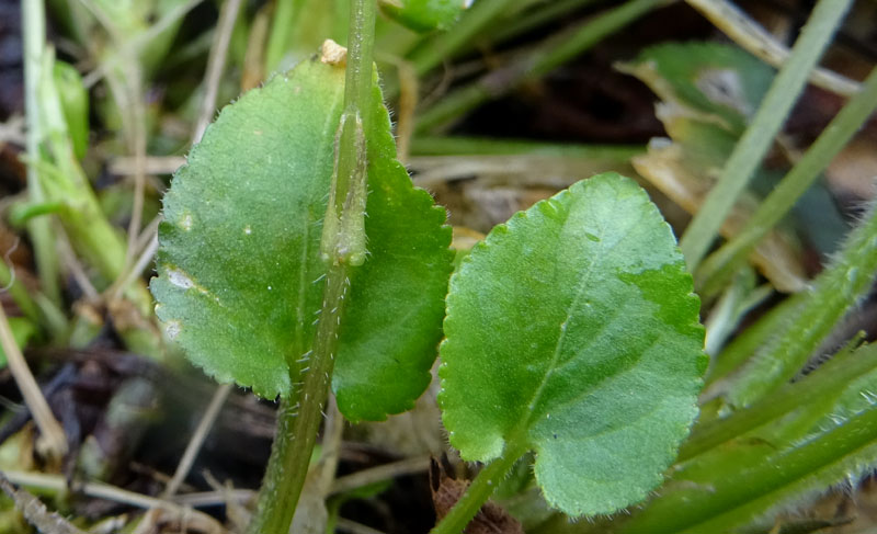 Viola hirta / Viola irta