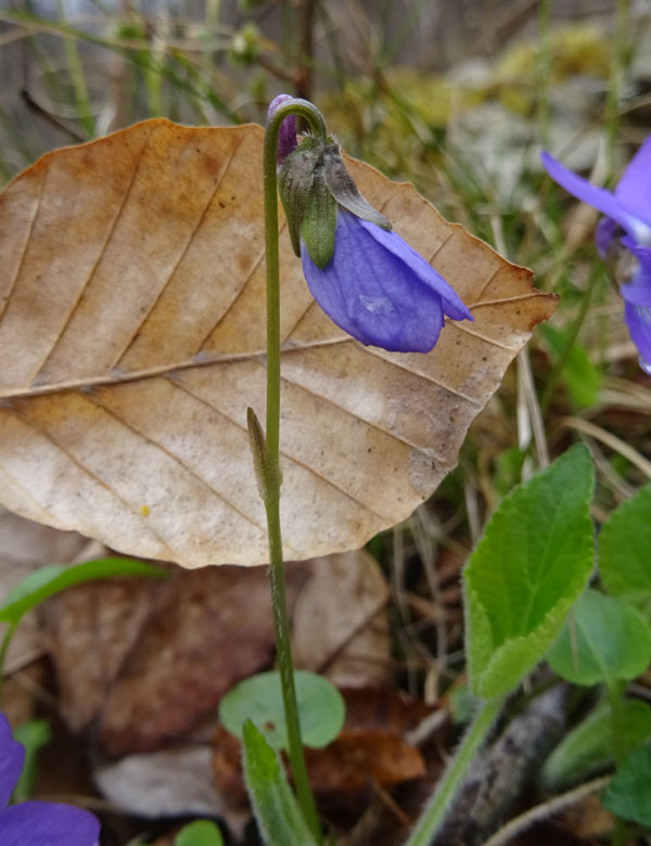 Viola hirta / Viola irta