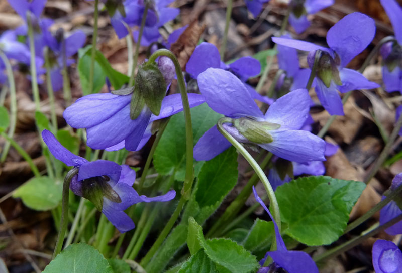 Viola hirta / Viola irta