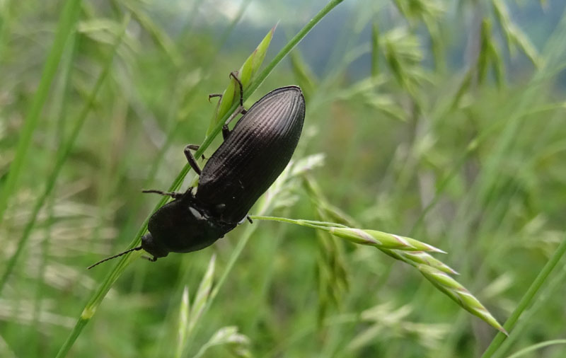 Elateridae: Selatosomus sp.?