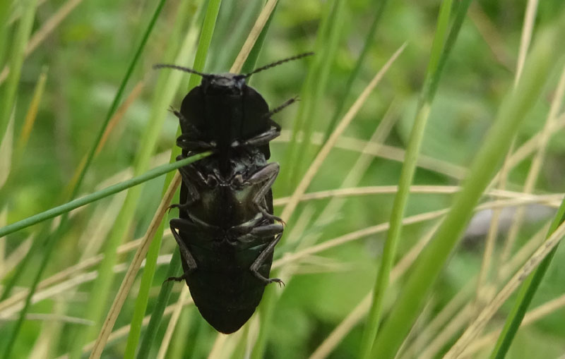 Elateridae: Selatosomus sp.?