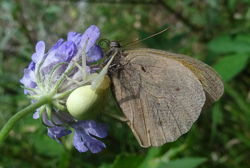 maschio di Maniola jurtina - Nymphalidae Satyrinae