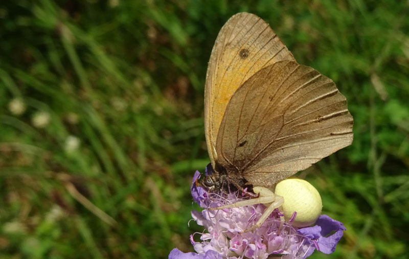 maschio di Maniola jurtina - Nymphalidae Satyrinae