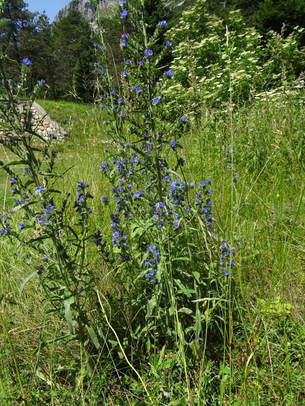 nuovi nati: Pisaura sp. - Castellano (TN)