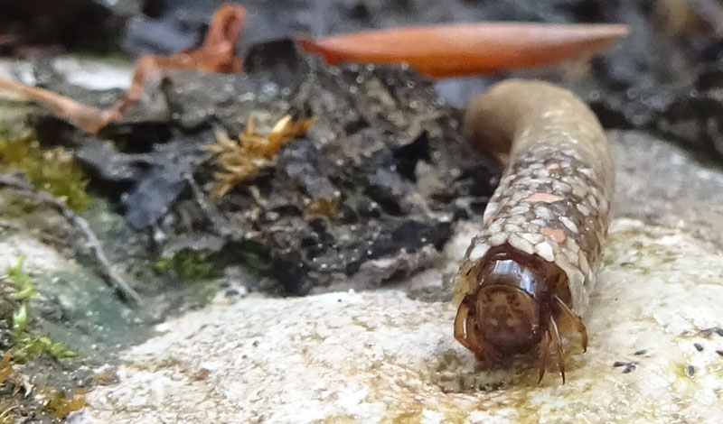 larva di Odontoceridae con astuccio