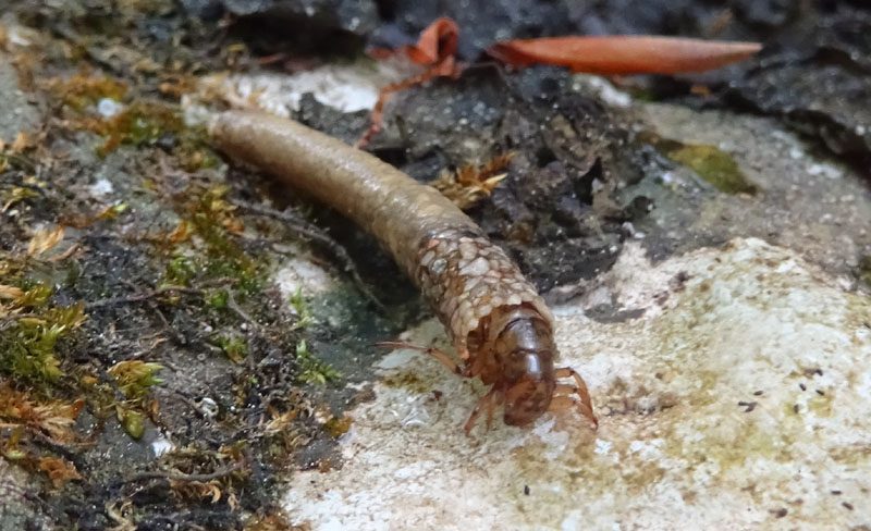 larva di Odontoceridae con astuccio