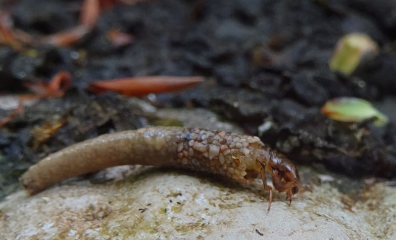 larva di Odontoceridae con astuccio