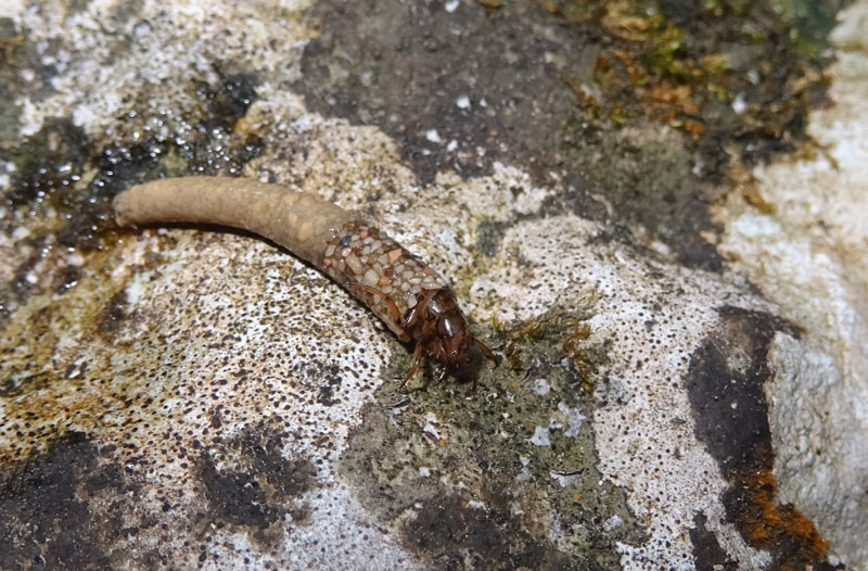 larva di Odontoceridae con astuccio