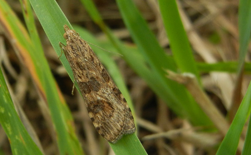 domandina su:Nomophila noctuella-Crambidae...dal Trentino