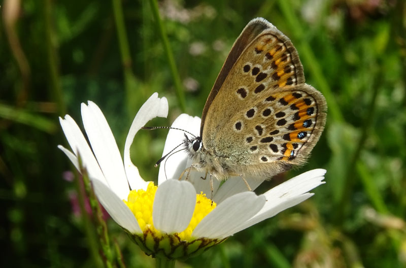 Plebejus argus - Lycaenidae