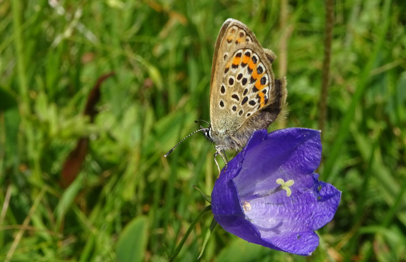 Plebejus argus - Lycaenidae