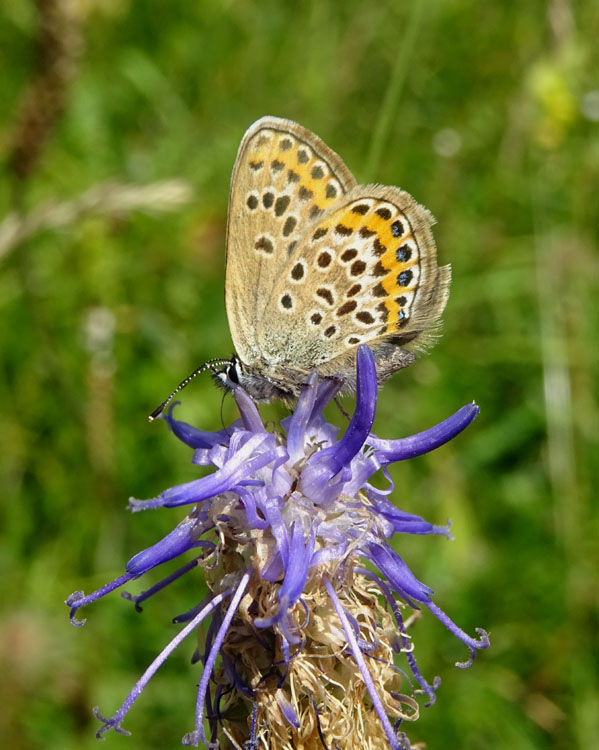 Plebejus argus - Lycaenidae