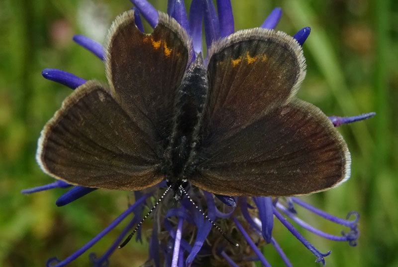 Plebejus argus - Lycaenidae