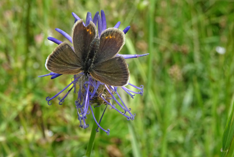 Plebejus argus - Lycaenidae