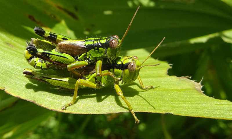 Miramella formosanta - Acrididae......dal Trentino