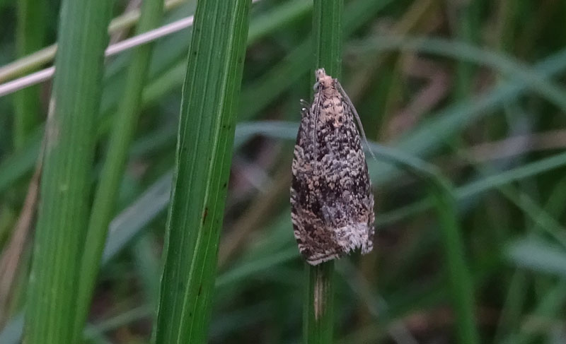 Celypha lacunana - Tortricidae