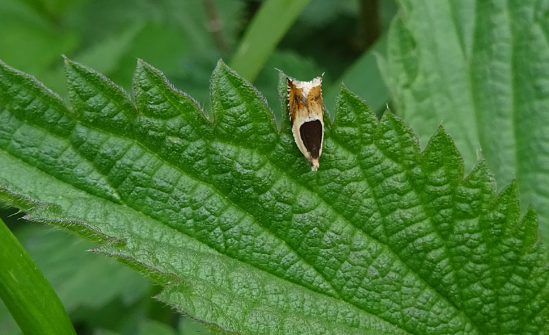 Ancylis badiana - Tortricidae