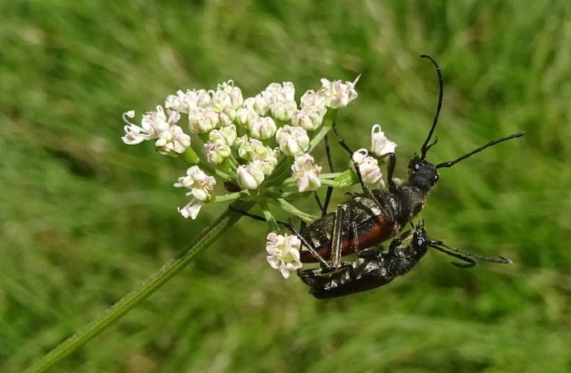accoppiamento di Anastrangalia dubia dubia (Cerambycidae)