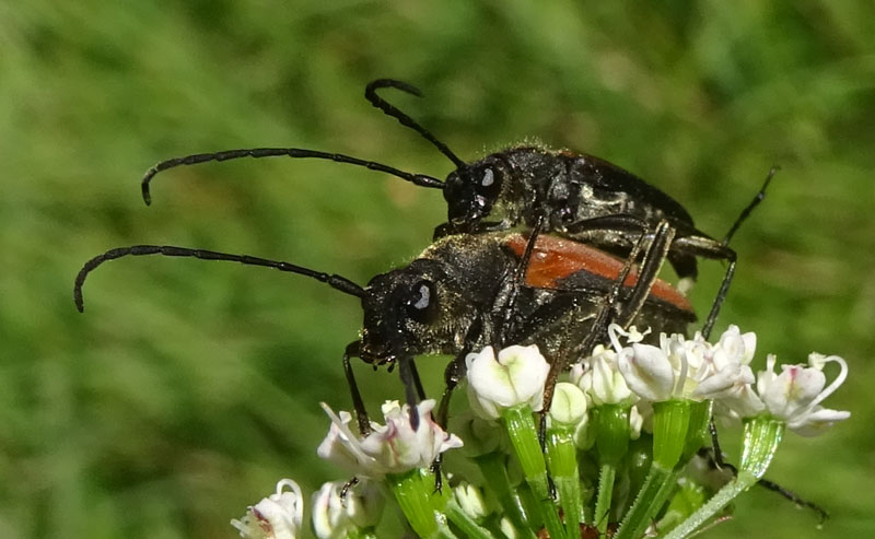 accoppiamento di Anastrangalia dubia dubia (Cerambycidae)