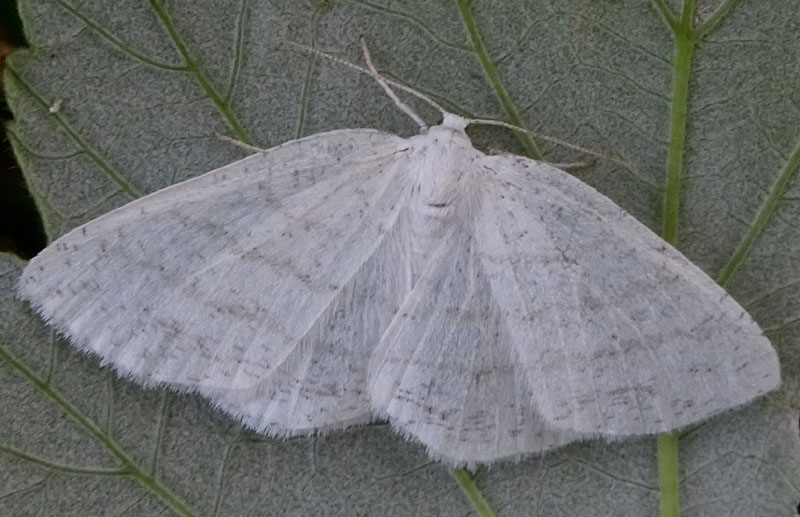 Cabera pusaria - Geometridae