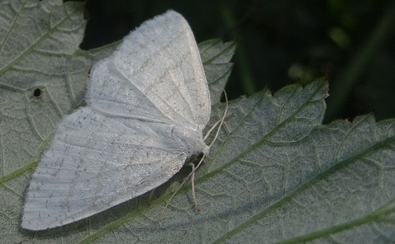 Cabera pusaria - Geometridae