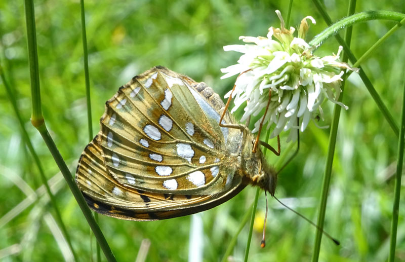 Argynnis aglaja ?