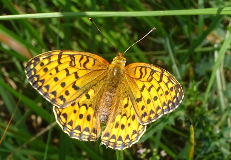 Argynnis aglaja ?