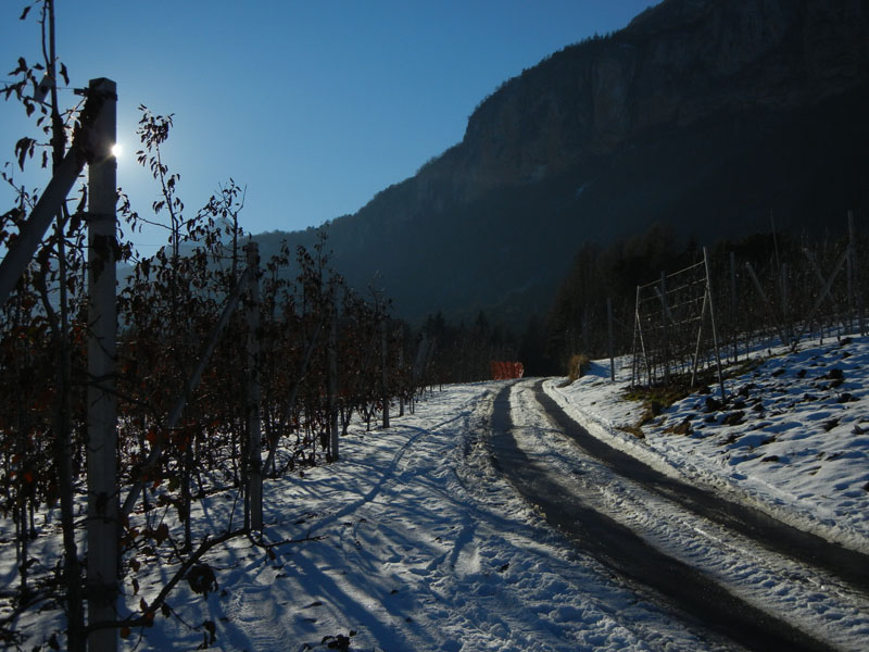 Castelli,Torri e Palazzi.....del Trentino