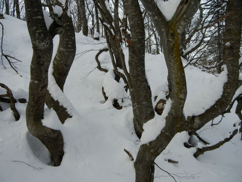 Giro dei Rostoni.....Monte Bondone