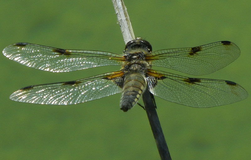 Libellula quadrimaculata.....dal Trentino (m o f ?)