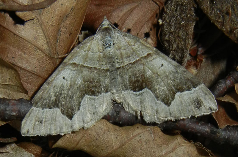 Scotopteryx moeniata - Geometridae.........dal Trentino