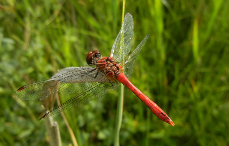 da determinare...... Sympetrum sanguineum