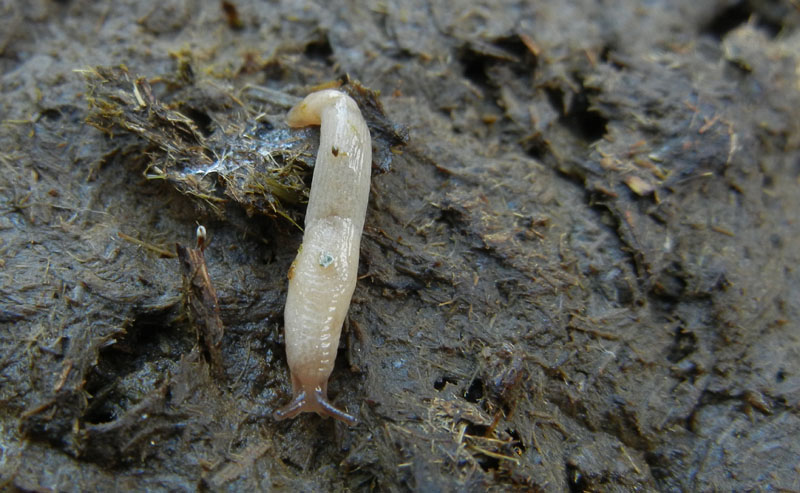 Deroceras cf reticulatum da Malga Campo (Drena - TN)