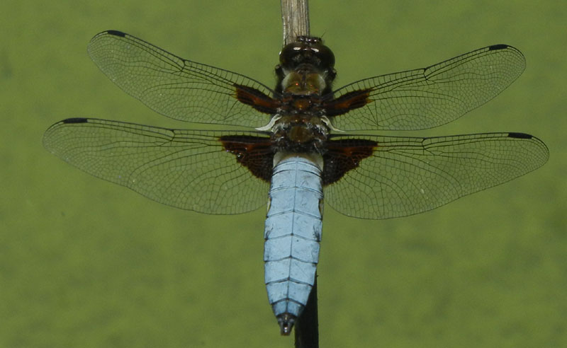 Libellula depressa (maschio)......dal Trentino