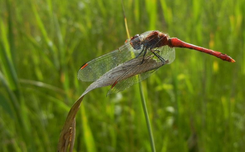 da determinare...... Sympetrum sanguineum