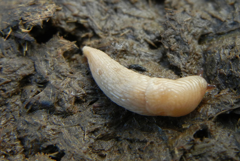 Deroceras cf reticulatum da Malga Campo (Drena - TN)