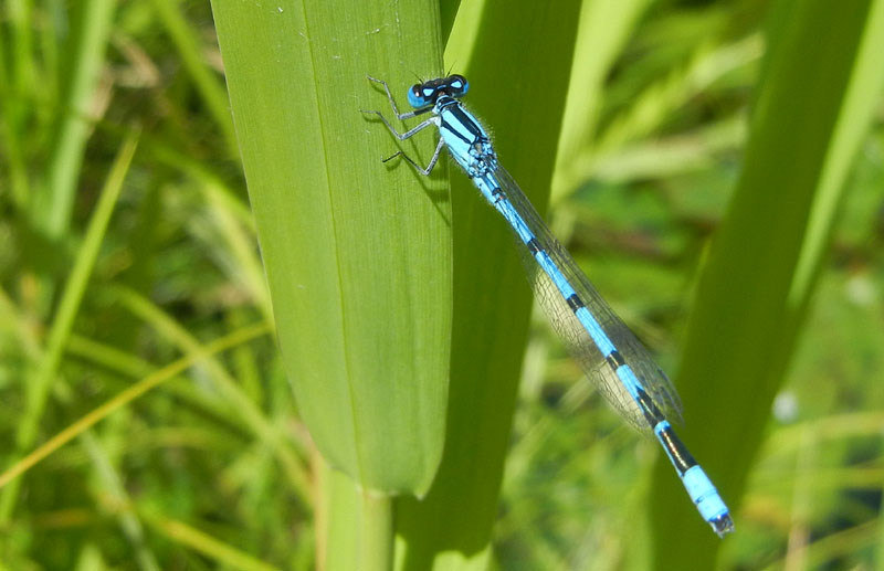 Enallagma cyathigerum......dal Trentino