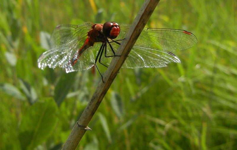 da determinare...... Sympetrum sanguineum